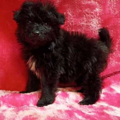 Onyx 4
